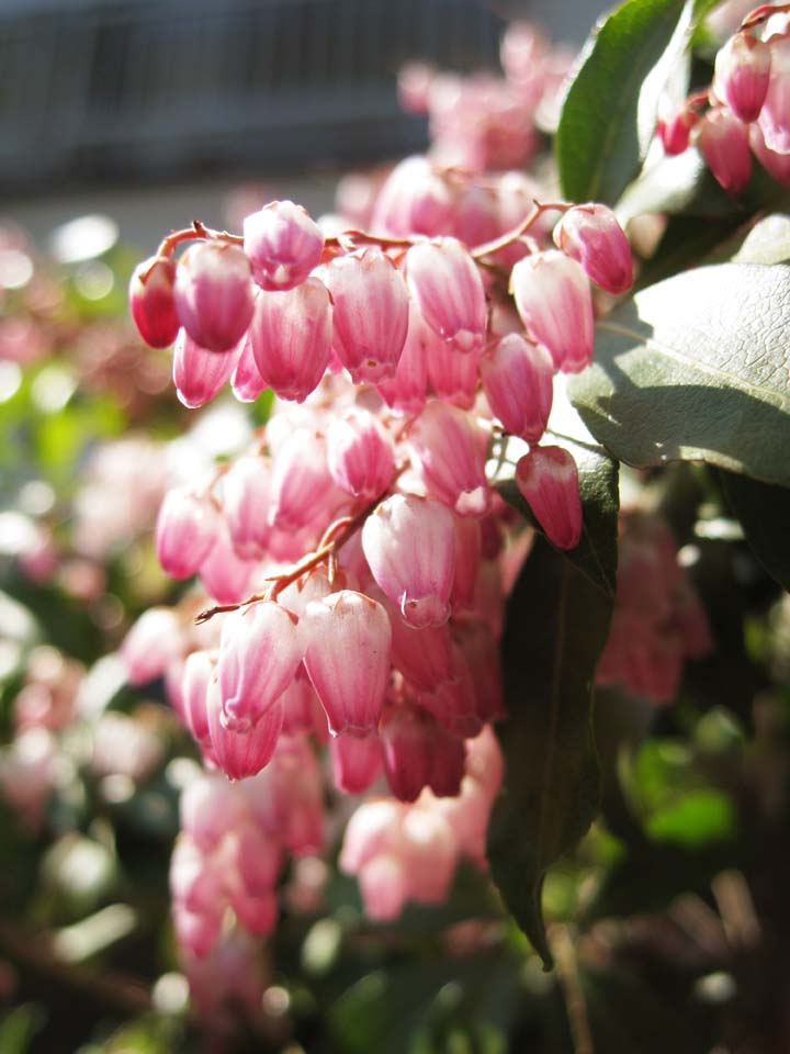 Foto, materiell, befreit, Landschaft, Bild, hat Foto auf Lager,Ein andromeda, Ein andromeda, , Rosa, In Frhling