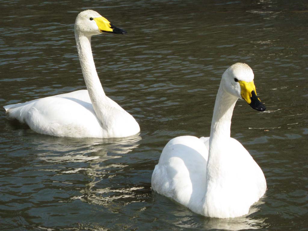 photo, la matire, libre, amnage, dcrivez, photo de la rserve,Un cygne, cygne, oiseau, gibier d'eau, billet