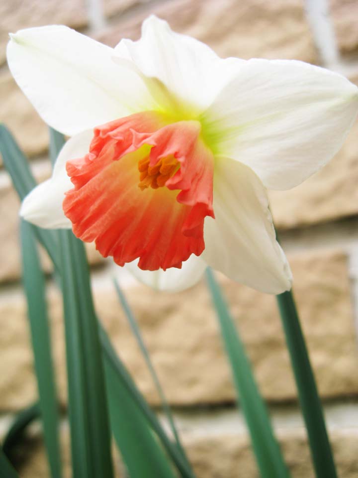 Foto, materieel, vrij, landschap, schilderstuk, bevoorraden foto,Narcis, Narcis, , Kroonblad, Oranje