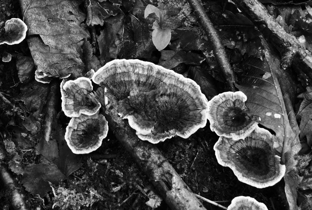 photo,material,free,landscape,picture,stock photo,Creative Commons,Mushrooms, orange, fungus, mushroom, fallen tree