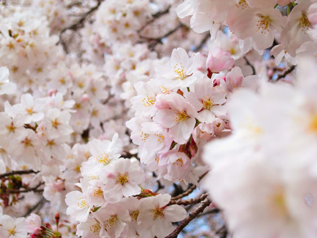 foto,tela,gratis,paisaje,fotografa,idea,Un cerezo, Cerezo, , Cerezo de Yoshino, 