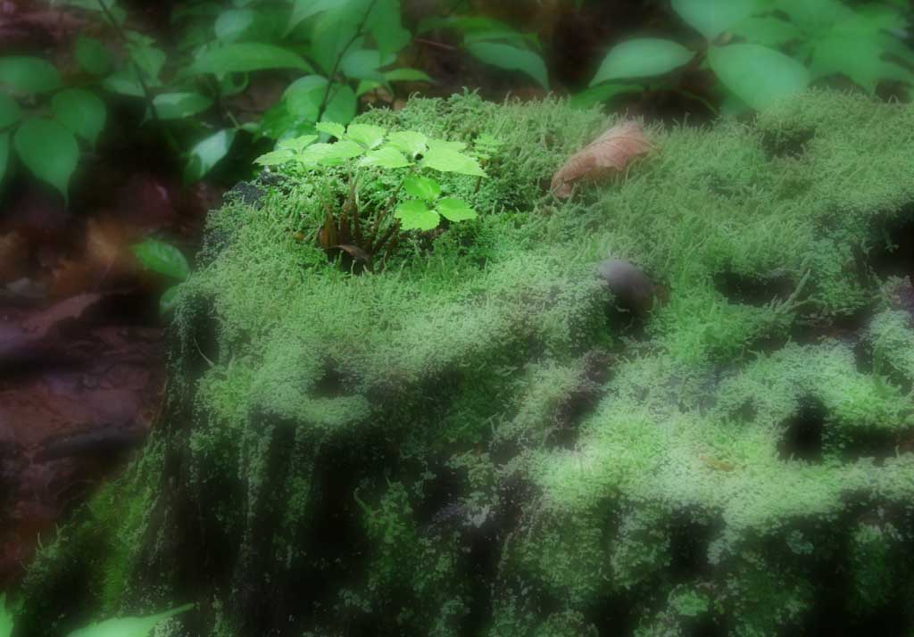 fotografia, materiale, libero il panorama, dipinga, fotografia di scorta,Palcoscenico di troncone, troncone, giovane gemma, permesso, albero caduto