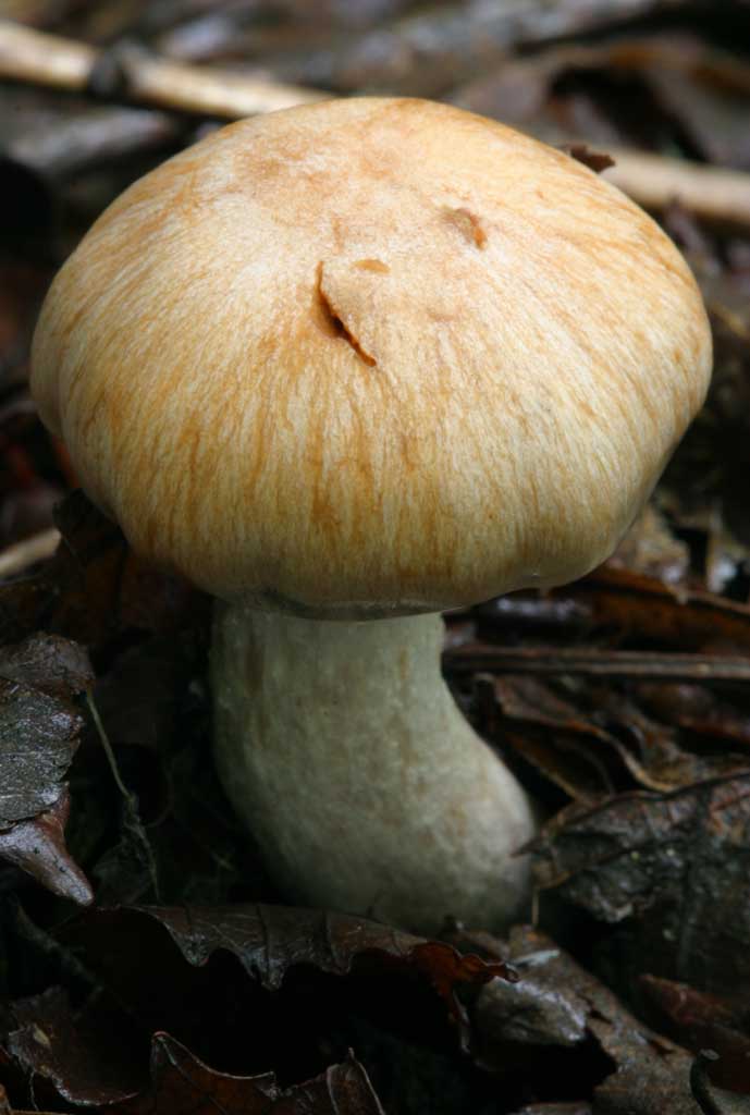 Foto, materieel, vrij, landschap, schilderstuk, bevoorraden foto,Stevige zwam, Oranje, Paddestoel, , Gevallene boom