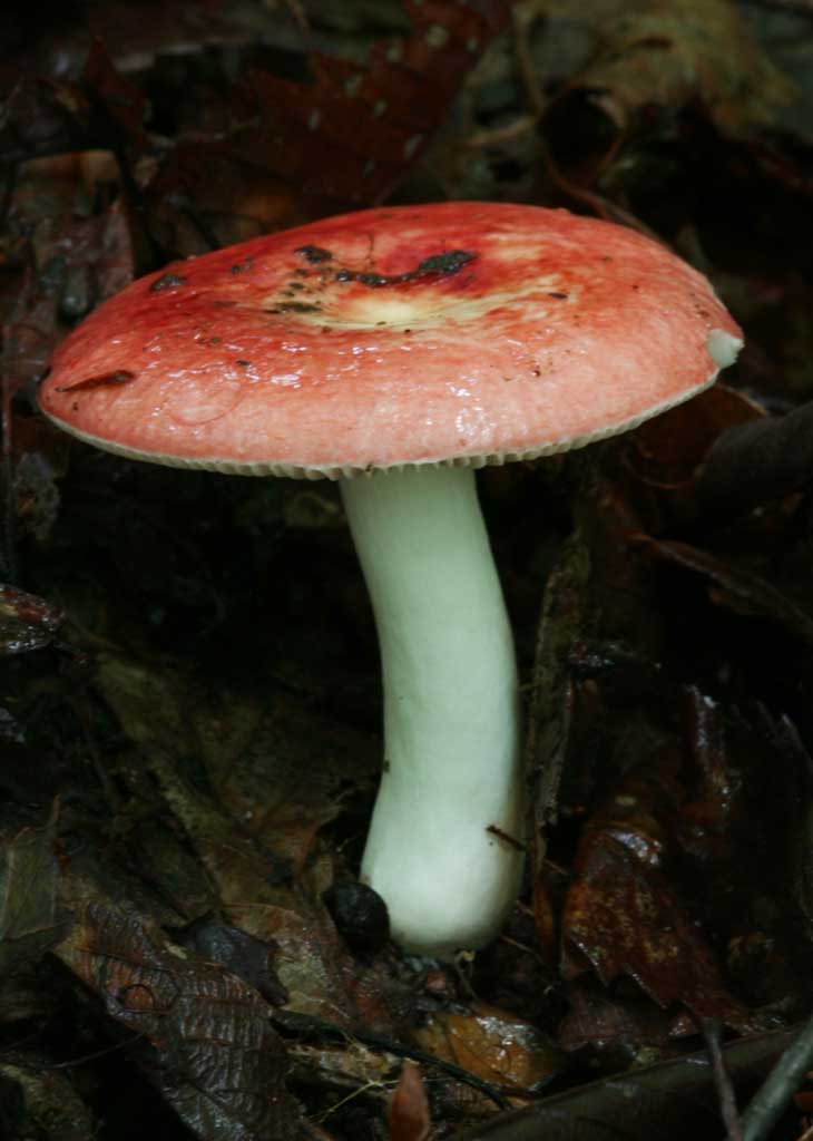 photo,material,free,landscape,picture,stock photo,Creative Commons,Mushroom, orange, fungus, mushroom, fallen tree