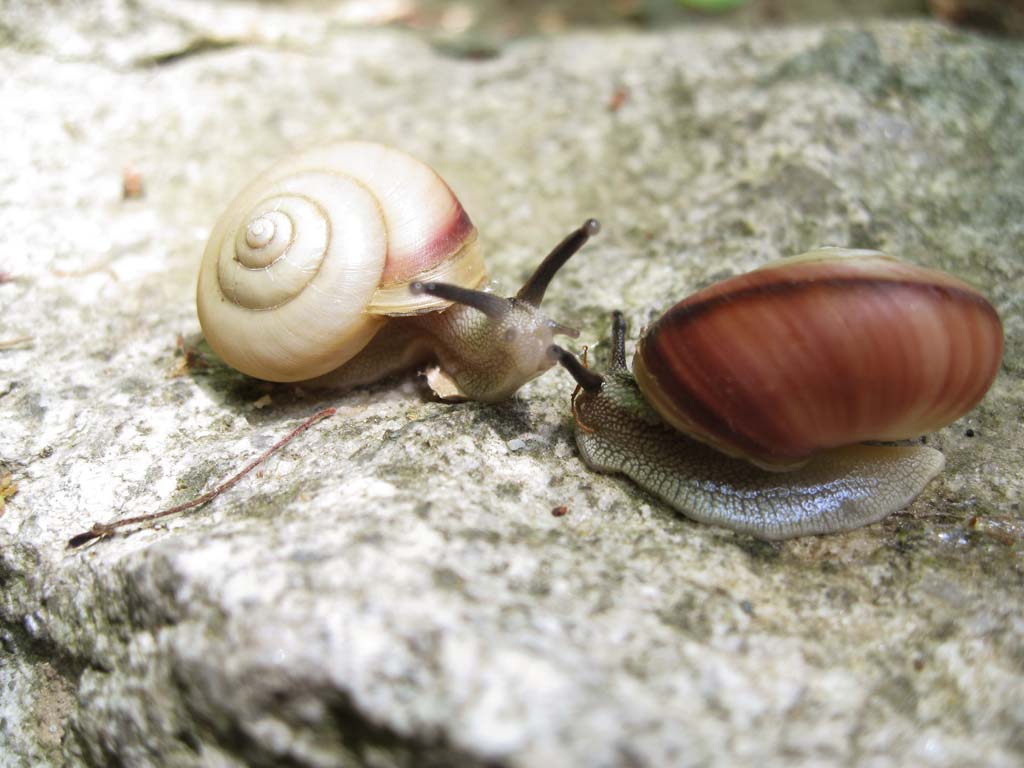 photo,material,free,landscape,picture,stock photo,Creative Commons,Snail single combat, snail, , shellfish, 