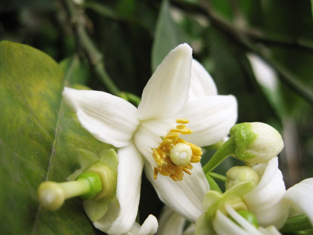 Foto, materiell, befreit, Landschaft, Bild, hat Foto auf Lager,Die Blume der Mandarinenorange, Wenzhou Mandarinenorange, Mandarinenorange, , Bltenblatt