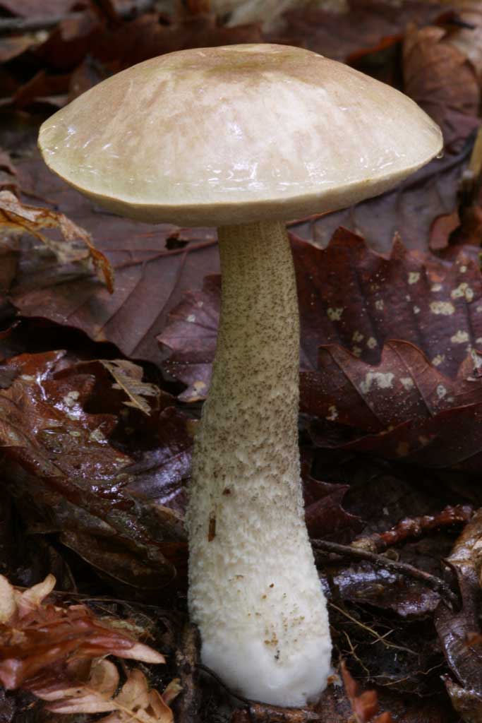 photo,material,free,landscape,picture,stock photo,Creative Commons,Magnificent mushroom, orange, fungus, mushroom, fallen tree