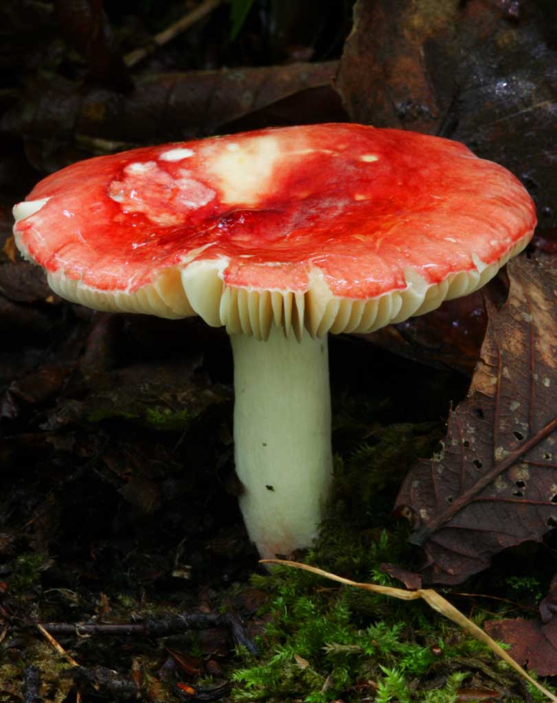 Foto, materieel, vrij, landschap, schilderstuk, bevoorraden foto,Zwam, Oranje, Paddestoel, , Gevallene boom