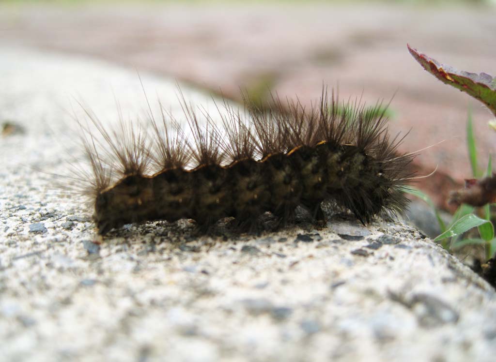 photo,material,free,landscape,picture,stock photo,Creative Commons,A hairy caterpillar, hairy caterpillar, splinter, larva, moth