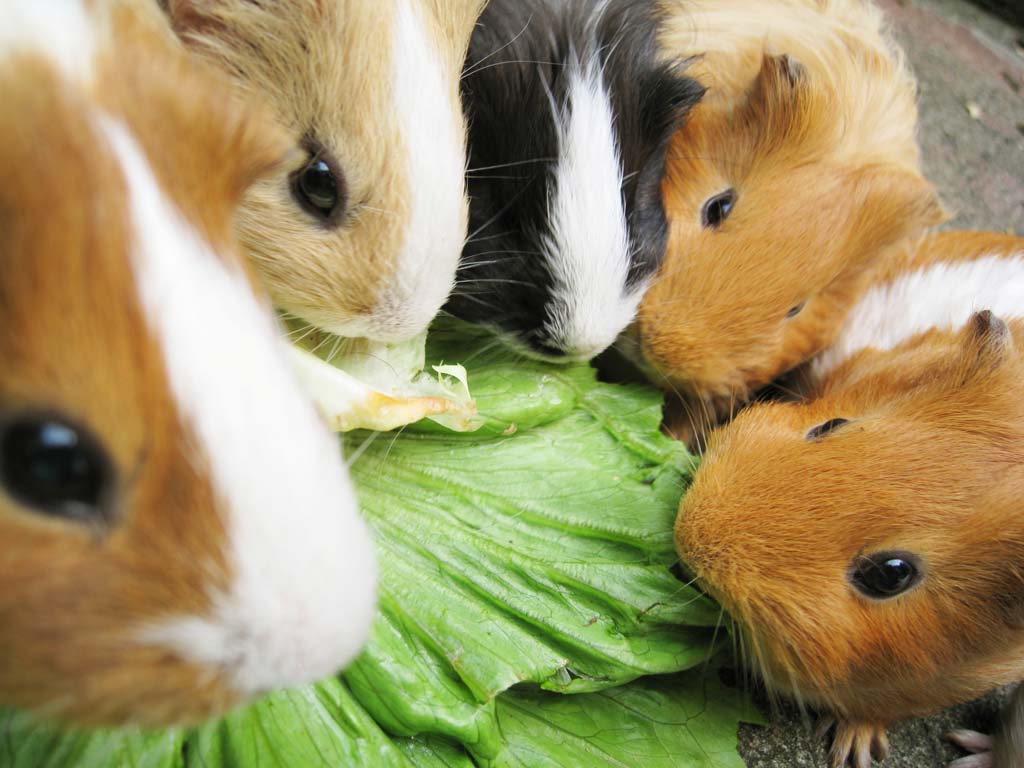 photo,material,free,landscape,picture,stock photo,Creative Commons,Meal time, marmot, guinea pig, mouse, Round eyes