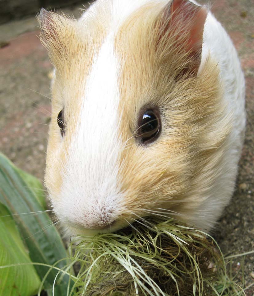 foto,tela,gratis,paisaje,fotografa,idea,Hora de comer, Marmota, Cobaya, Ratn, Ojos de round