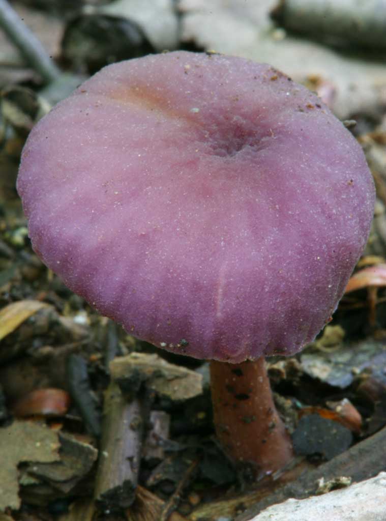 Foto, materiell, befreit, Landschaft, Bild, hat Foto auf Lager,Pilz, orangefarben, Fungus, Pilz, abgefallener Baum