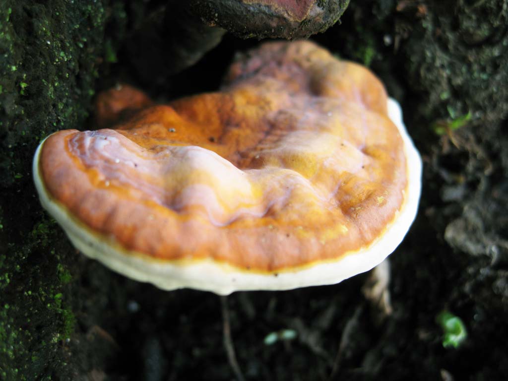 Foto, materieel, vrij, landschap, schilderstuk, bevoorraden foto,Een porie paddestoel, Paddestoel, Porie paddestoel, , 