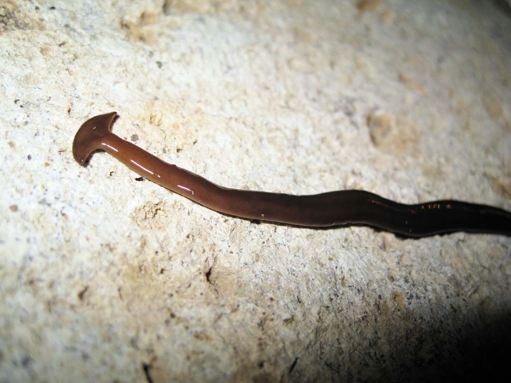 Foto, materieel, vrij, landschap, schilderstuk, bevoorraden foto,Bipalium fuscatum, Uz insect ogen, Bipaliidae, , Ik kruip