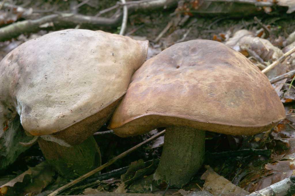 photo, la matire, libre, amnage, dcrivez, photo de la rserve,Champignons, orange, moisissure, champignon, arbre baiss