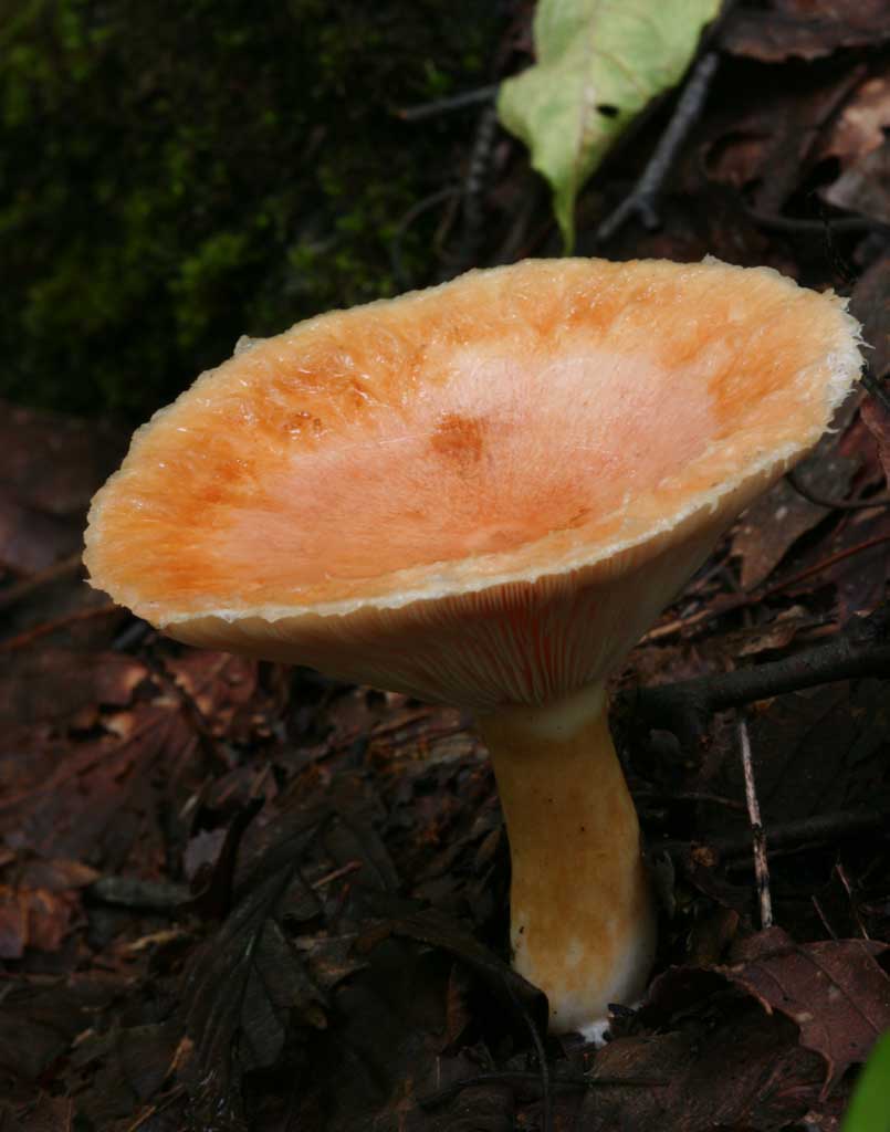 Foto, materiell, befreit, Landschaft, Bild, hat Foto auf Lager,Mushroom, der Regenwasser hlt, orangefarben, Fungus, Pilz, abgefallener Baum