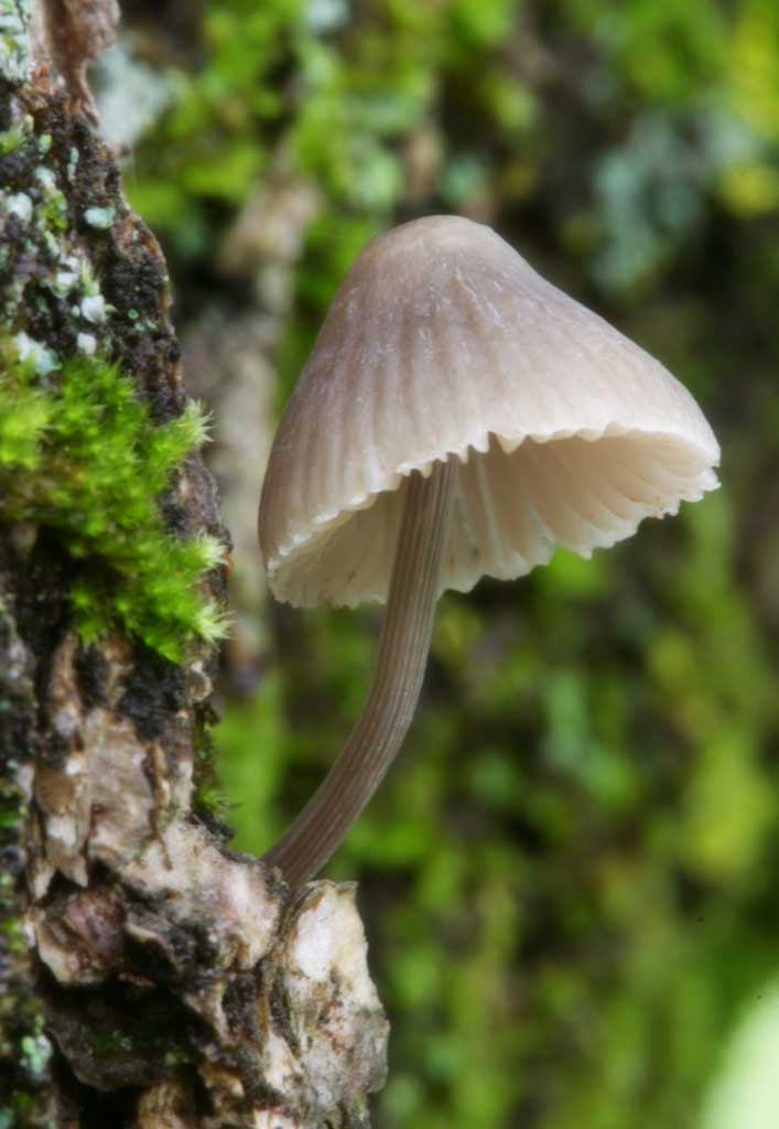 fotografia, materiale, libero il panorama, dipinga, fotografia di scorta,Fungo, arancia, fungo, , albero caduto