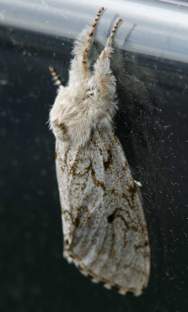 Foto, materiell, befreit, Landschaft, Bild, hat Foto auf Lager,Nachtfalter, Schmetterling, Nachtfalter, Flgel, 