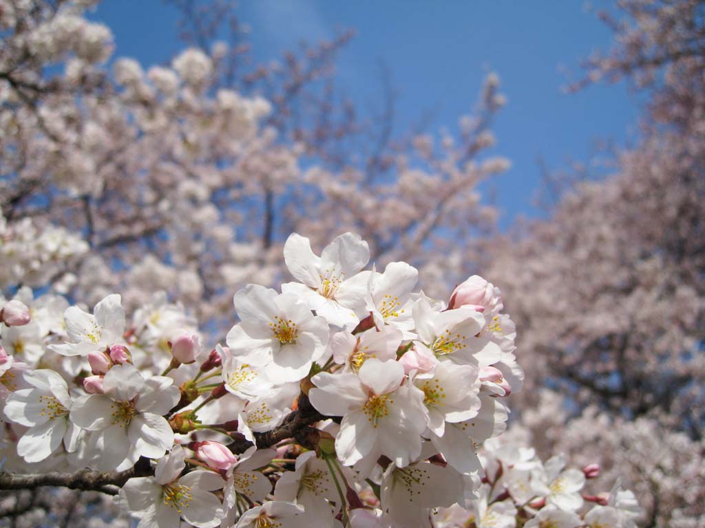 photo,material,free,landscape,picture,stock photo,Creative Commons,A cherry tree, cherry tree, , , blue sky