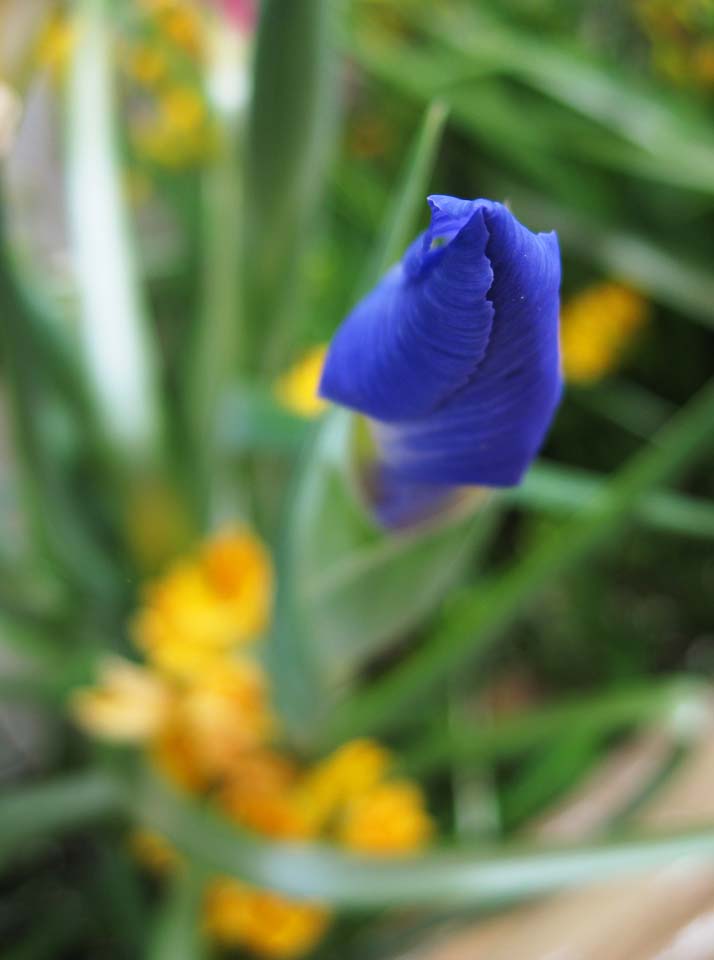 Foto, materiell, befreit, Landschaft, Bild, hat Foto auf Lager,Eine Iris, Eine Iris, Blau, Knospe, 