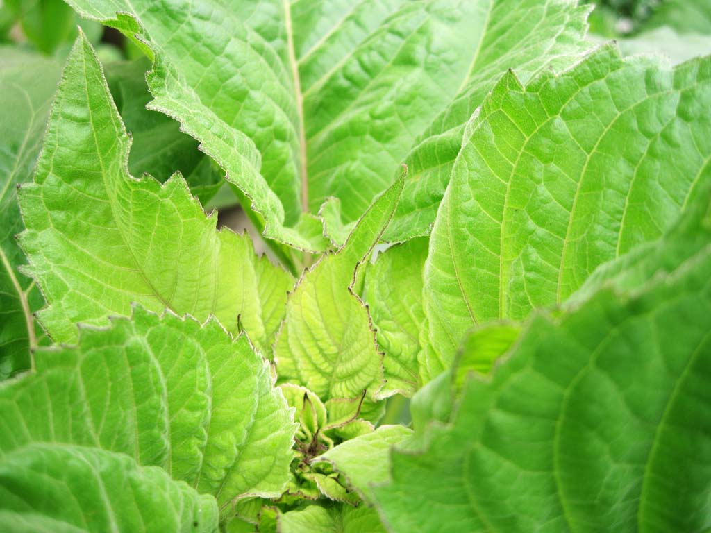 photo,material,free,landscape,picture,stock photo,Creative Commons,A young leave, sunflower, , bud, leaf