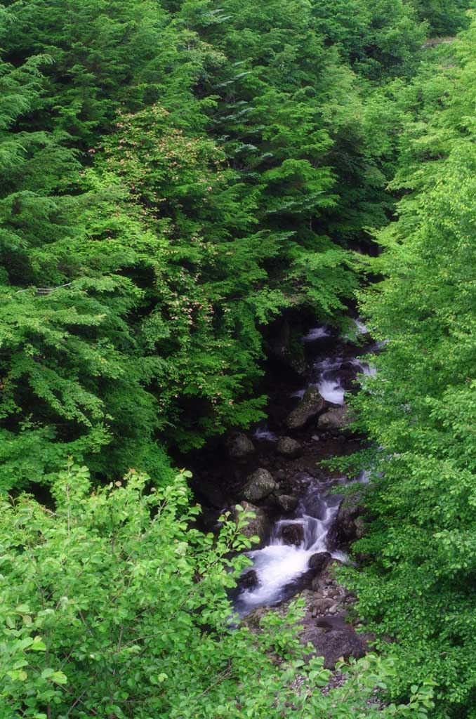 photo,material,free,landscape,picture,stock photo,Creative Commons,Mountain stream in a wood, wood, river, water, tree