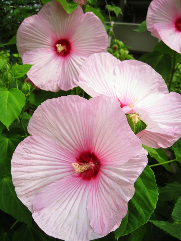 Foto, materieel, vrij, landschap, schilderstuk, bevoorraden foto,Een katoen kwam, Kaasjeskruid gezin, Katoen kwam, Rose, Kroonblad