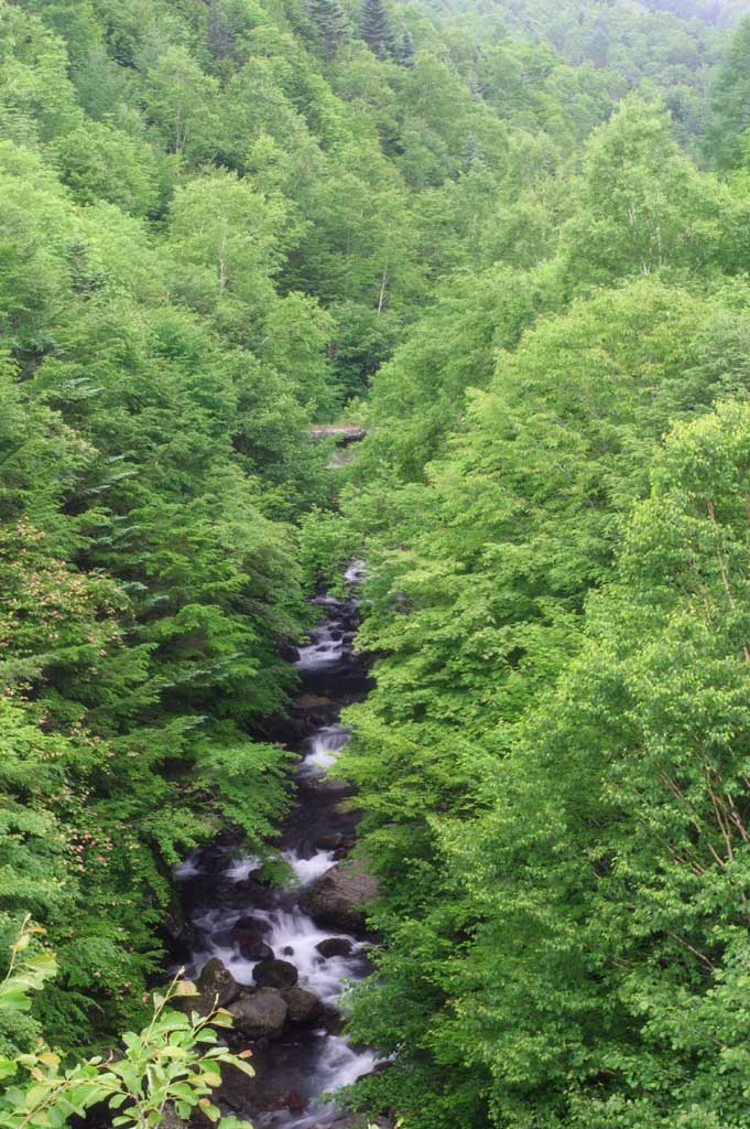 photo,material,free,landscape,picture,stock photo,Creative Commons,Mountain stream in a wood, wood, river, water, tree