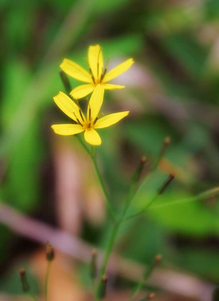 photo,material,free,landscape,picture,stock photo,Creative Commons,Yellow flowers, yellow, , , 