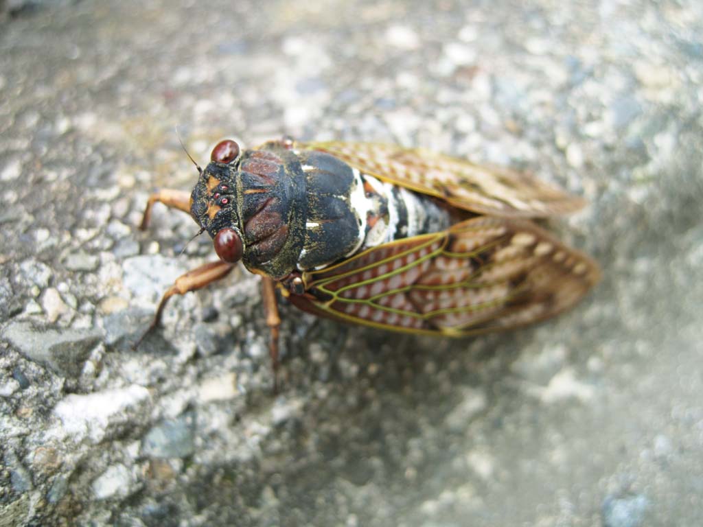 , , , , ,  .,  cicada, cicada, , , 