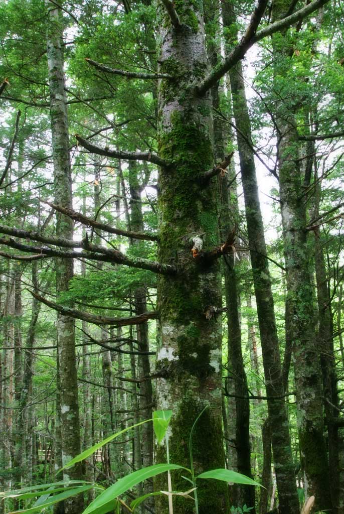 photo, la matire, libre, amnage, dcrivez, photo de la rserve,Arbre majestueux, montagne, bois, bosquet, 