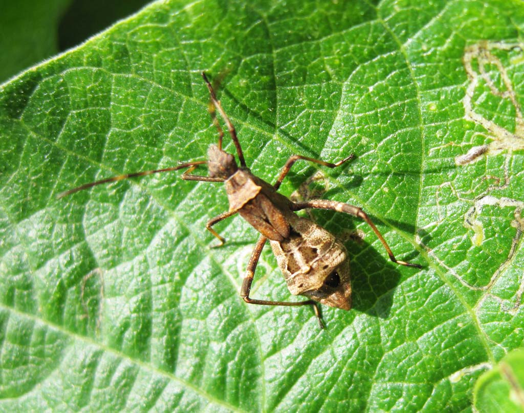 Foto, materieel, vrij, landschap, schilderstuk, bevoorraden foto,Een insect, Het gevoel van aanraking, Lid, Brown, Ik loop