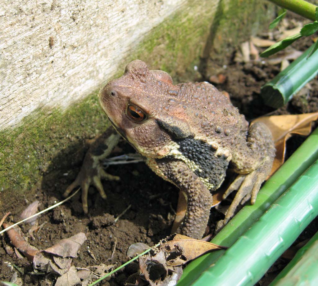 Foto, materiell, befreit, Landschaft, Bild, hat Foto auf Lager,Eine japanische Krte, Frosch, , , Krte