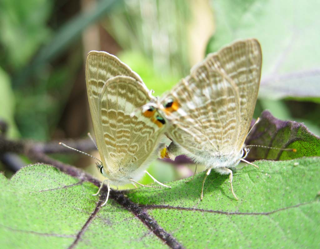 Foto, materiell, befreit, Landschaft, Bild, hat Foto auf Lager,Die Kopulation des corbicula-Schmetterlinges, Schmetterling, , corbicula, Feder