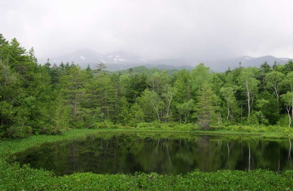 photo,material,free,landscape,picture,stock photo,Creative Commons,Ushidome Pond, mountain, cloud, pond, grove