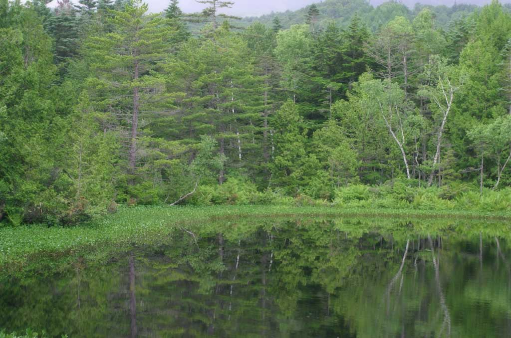 photo,material,free,landscape,picture,stock photo,Creative Commons,Ushidome Pond, mountain, cloud, pond, grove