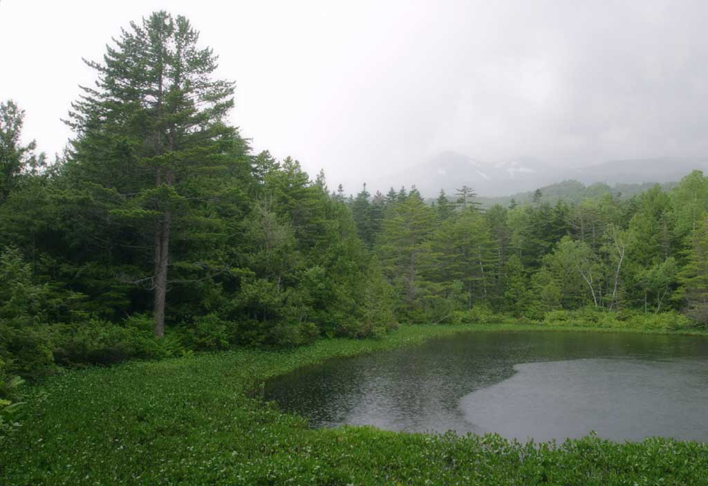 photo,material,free,landscape,picture,stock photo,Creative Commons,Ushidome Pond, mountain, cloud, pond, grove