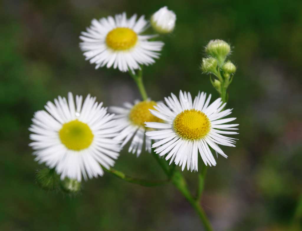 Foto, materieel, vrij, landschap, schilderstuk, bevoorraden foto,Eenjarig fleabanes, Blanke, , , 