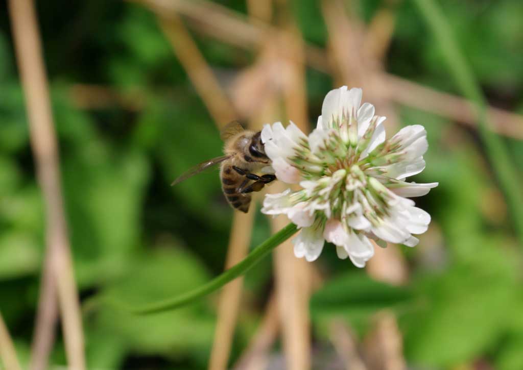 photo,material,free,landscape,picture,stock photo,Creative Commons,Honeybee's meal, honeybee, bee, clover, nectar