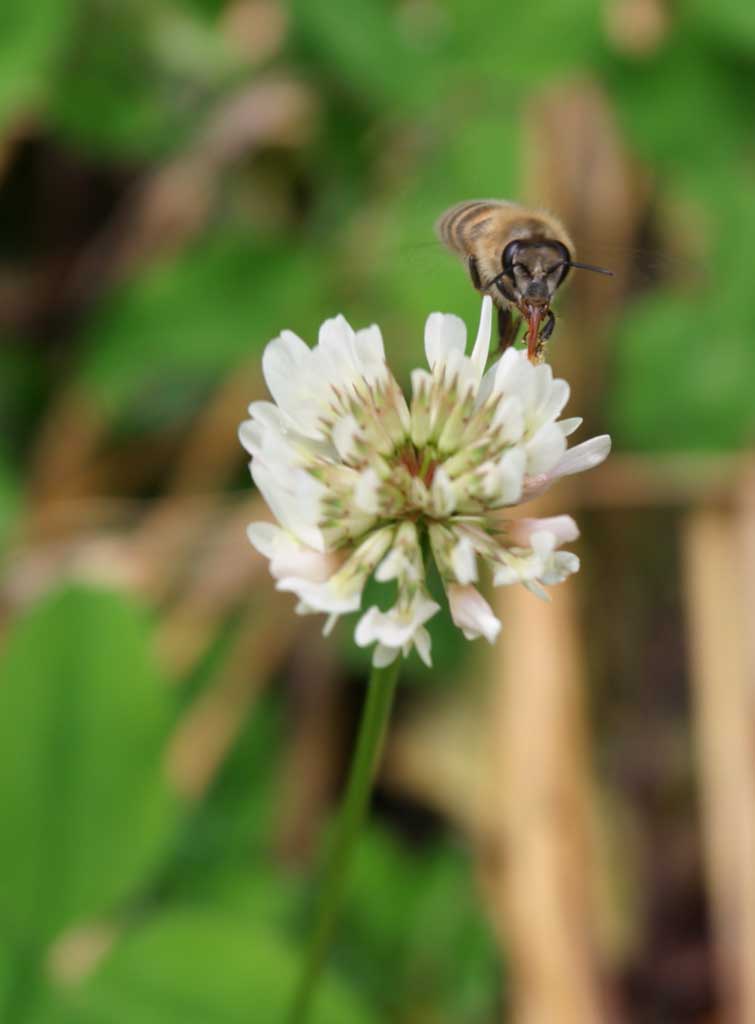 Foto, materiell, befreit, Landschaft, Bild, hat Foto auf Lager,Die Mahlzeit von Honigbiene, Honigbiene, Biene, Klee, Nektar