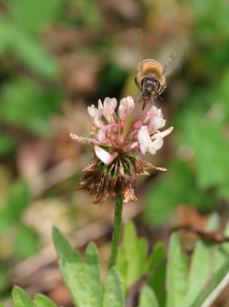 Foto, materieel, vrij, landschap, schilderstuk, bevoorraden foto,Maaltijd honeybee, Honeybee, Bee, Klaver, Honingdrank