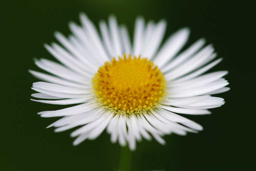 fotografia, material, livra, ajardine, imagine, proveja fotografia,Hino para o fleabane, branco, amarelo, fleabane, 