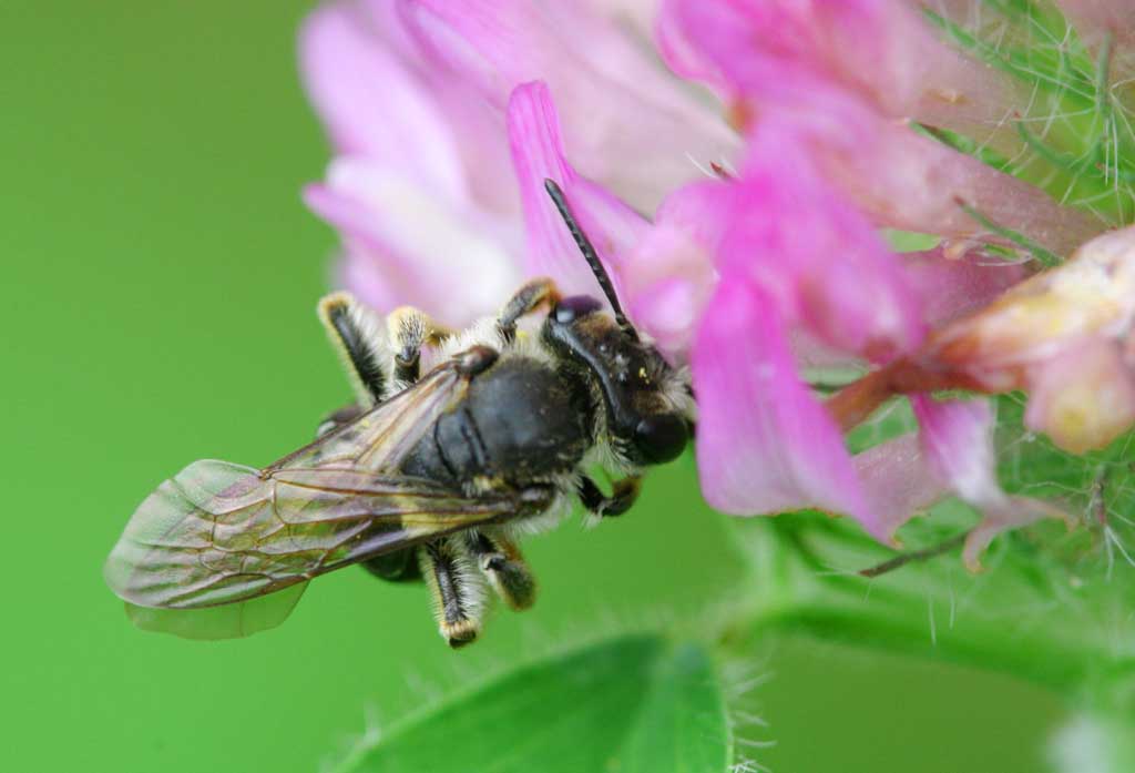 foto,tela,gratis,paisaje,fotografa,idea,Restaurante, Flor de loto., Algarroba de leche china, Nctar, Polen, 