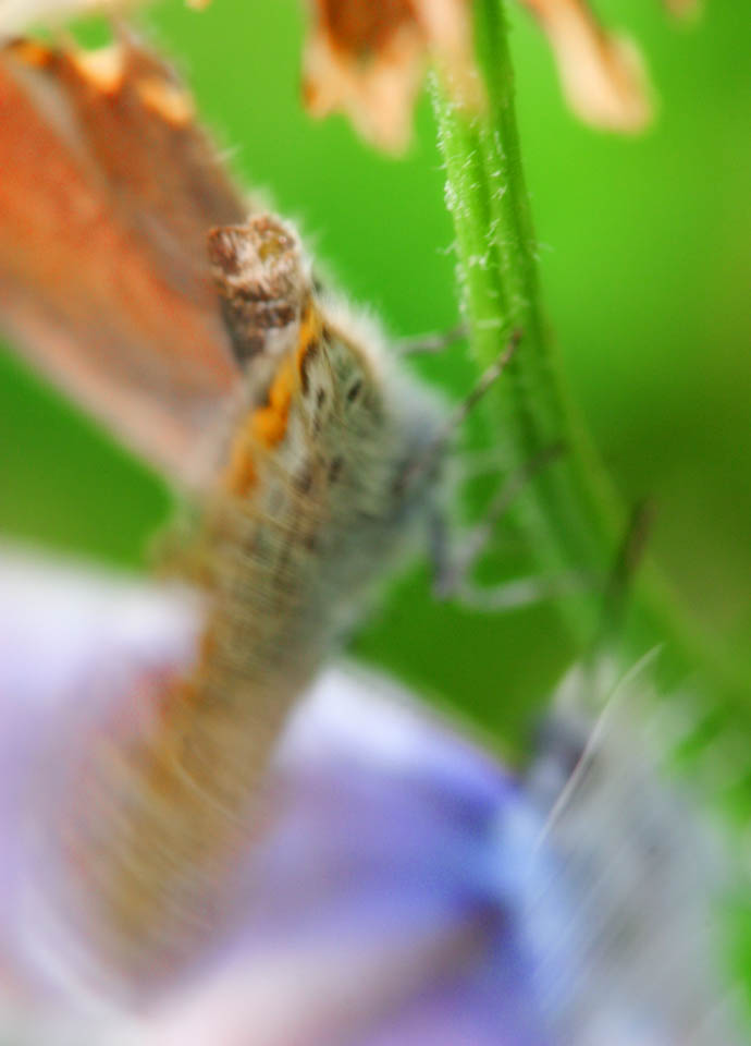 photo, la matire, libre, amnage, dcrivez, photo de la rserve,Exposition de la cour d'un papillons, papillon, , , papillon bleu