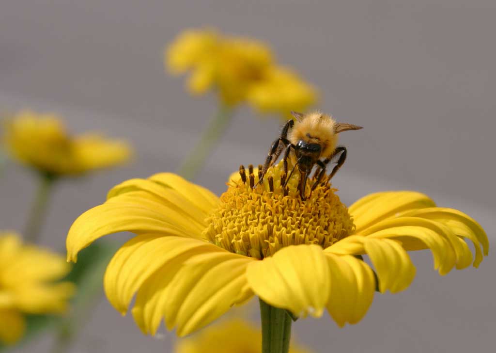 photo,material,free,landscape,picture,stock photo,Creative Commons,Black, lustrous bee, bee, , pollen, flower