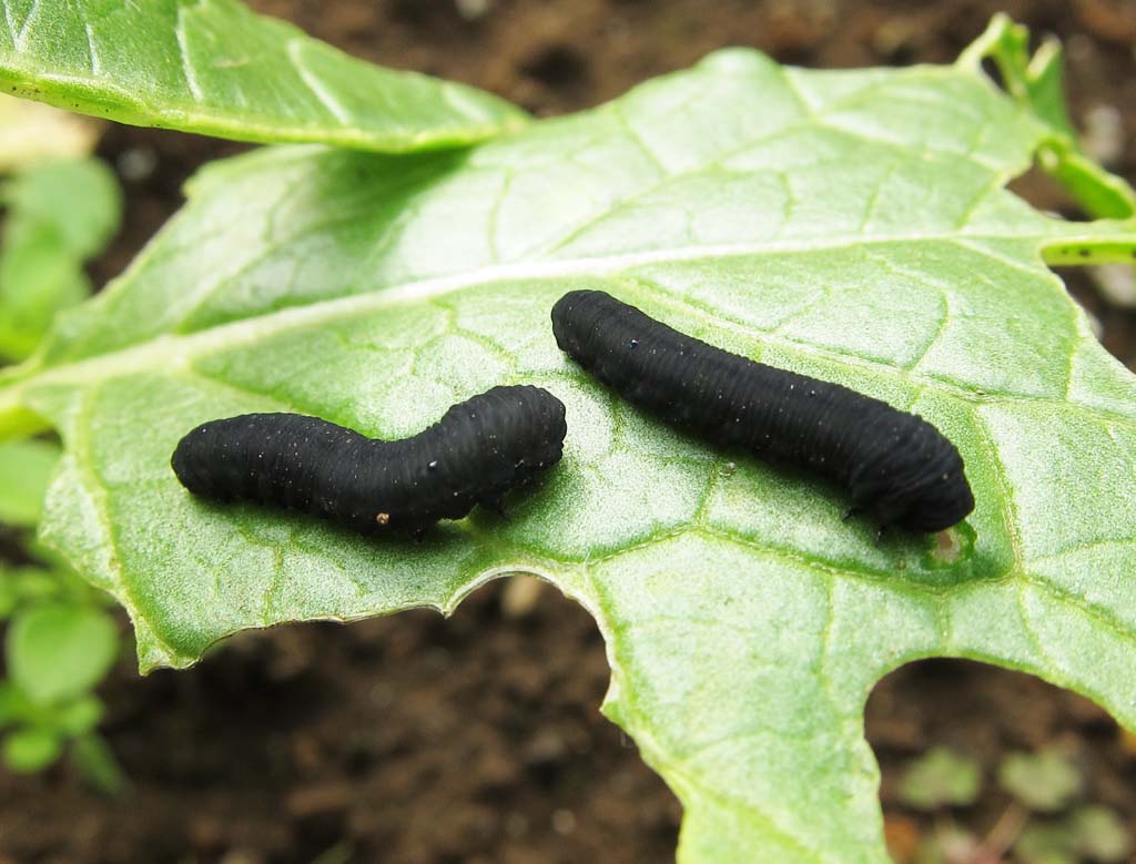 foto,tela,gratis,paisaje,fotografa,idea,Una oruga verde, Oruga verde, Un insecto, Dao de alimentacin, Insecto perjudicial