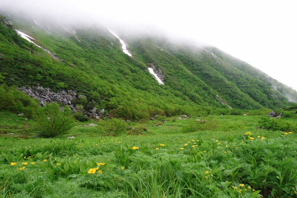 photo, la matire, libre, amnage, dcrivez, photo de la rserve,La fleur a class de Senjojiki, montagne, brouillard, neige, renoncule des champs