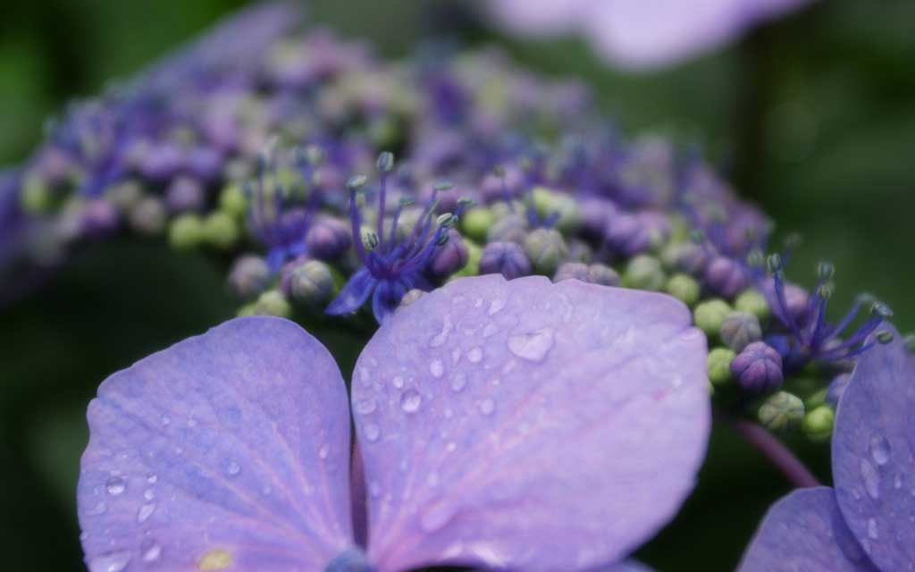 fotografia, material, livra, ajardine, imagine, proveja fotografia,Hortnsia, hortnsia, , azul, 