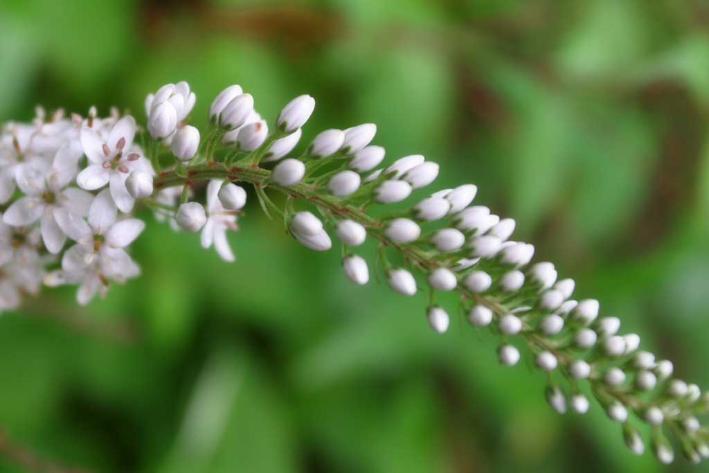 Foto, materiell, befreit, Landschaft, Bild, hat Foto auf Lager,Kleine weie Blumen, wei, Knospe, , 