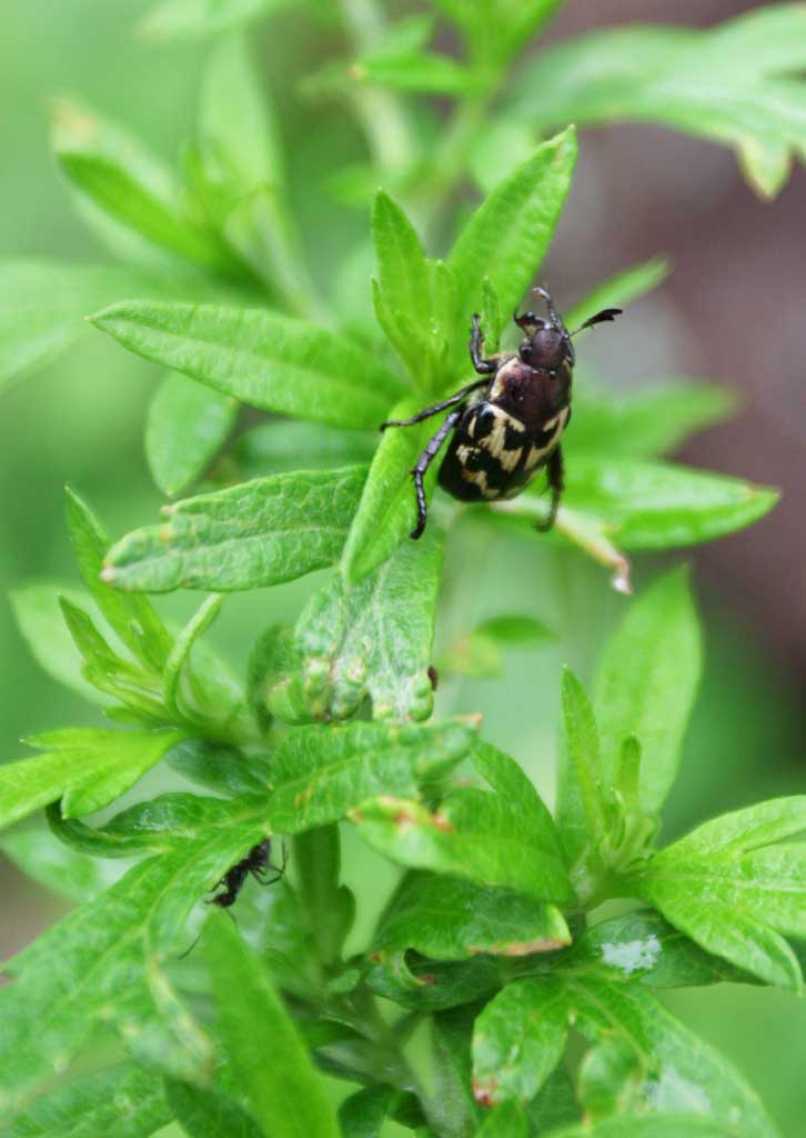 Foto, materieel, vrij, landschap, schilderstuk, bevoorraden foto,Beetle, Zwart, , , 